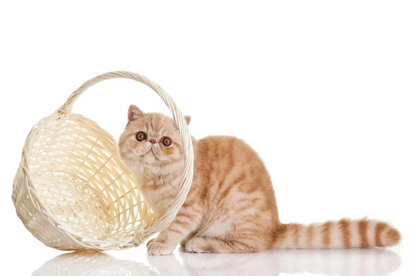Exotische korthaar kat. schattig kitten met mandje op witte achterzijde — Stockfoto