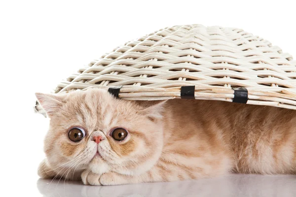 Exotic shorthair cat. Funny playful cat — Stock Photo, Image