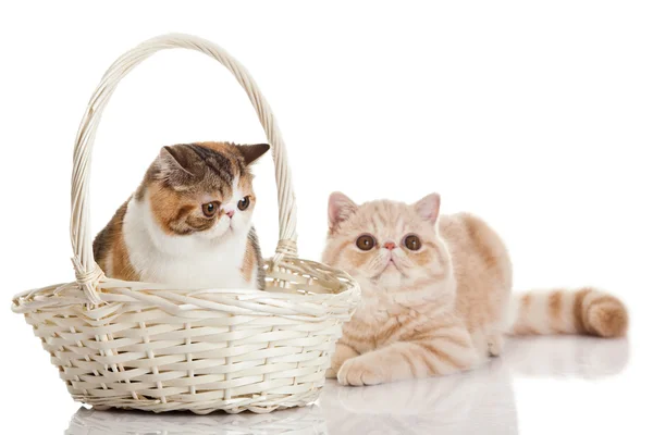 Exotische korthaar kat. twee katten zitten — Stockfoto