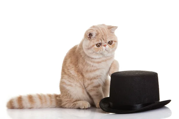 Gato exótico de taquigrafía. lindo tabby gatito jugando en blanco backgro —  Fotos de Stock