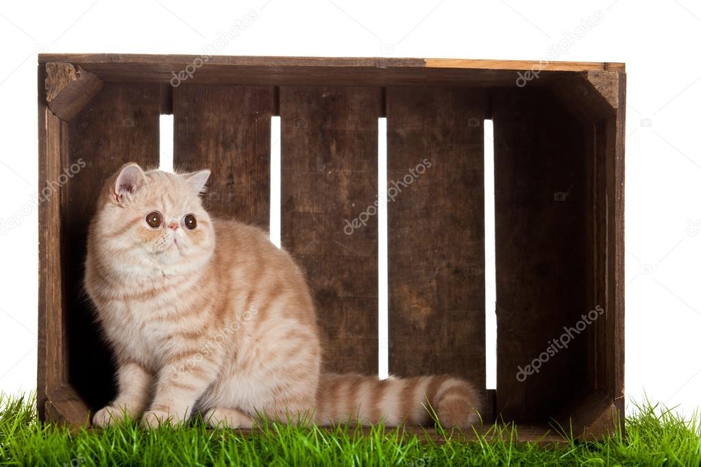 Exotic shorthair cat. beautiful cat in a box.