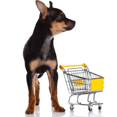 alışveriş sepeti ile chihuahua köpek