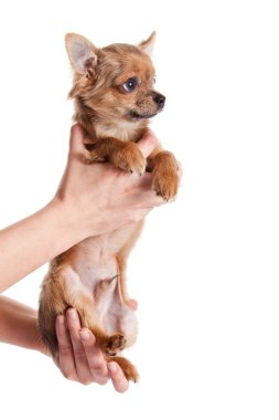 Chihuahua, 5 aylık. Beyaz backgr izole chihuahua köpek