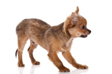 Beyaz arka planda Chihuahua köpeği.