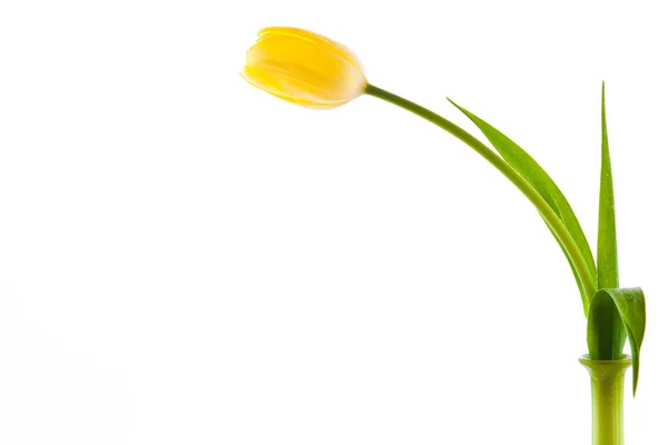 Belo buquê de tulipas amarelas em um fundo branco. — Fotografia de Stock