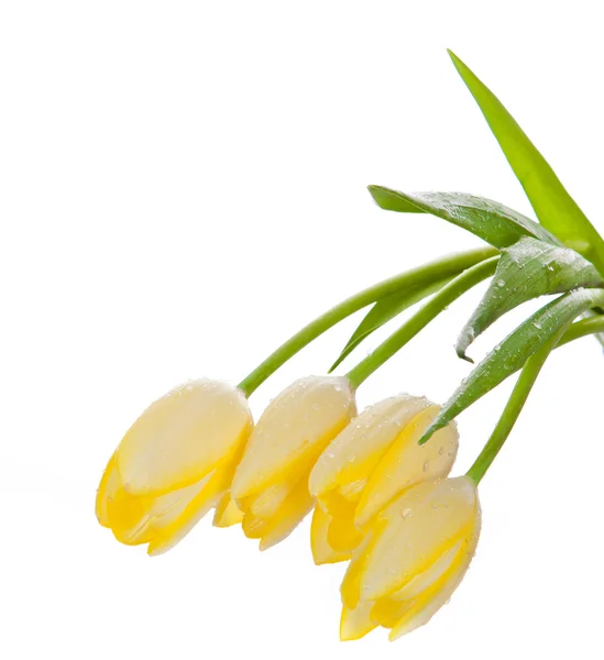 Gyönyörű csokor sárga tulipán egy fehér háttér. — Stock Fotó