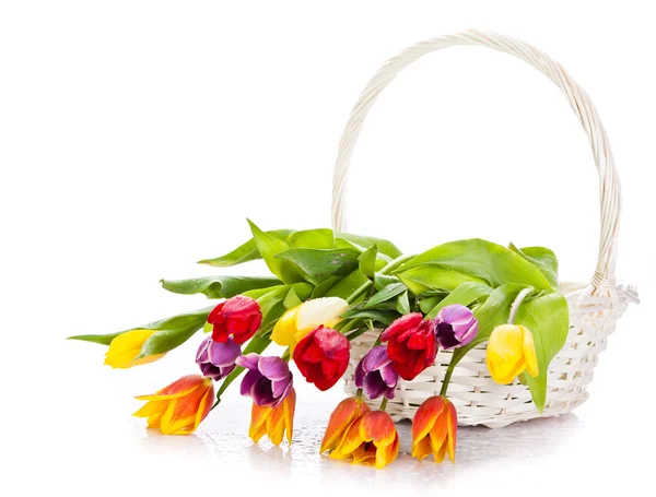 Korb mit Tulpen isoliert auf weißem Hintergrund. Strauß von Tüll — Stockfoto