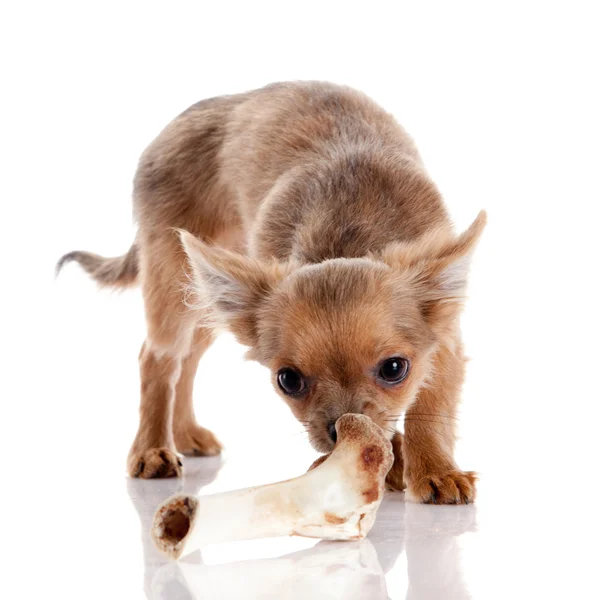 Chihuahua, 5 meses. chihuahua cão isolado no branco backgr — Fotografia de Stock