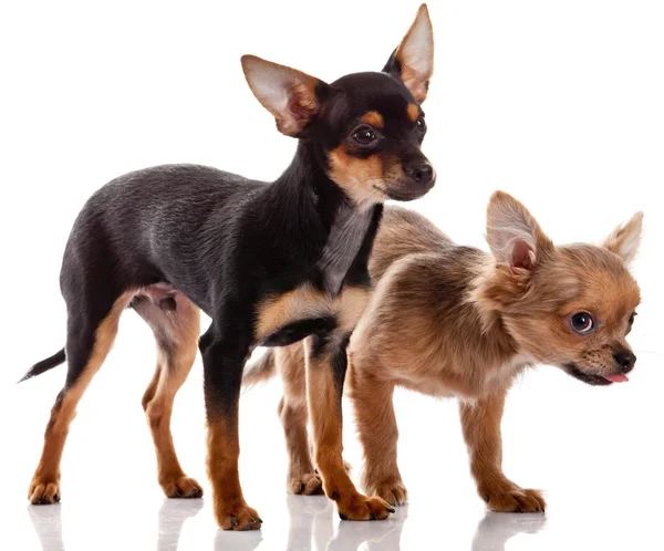 Chihuahua, 5 maanden oud. Chihuahua hond met dobbelstenen geïsoleerd op w — Stockfoto