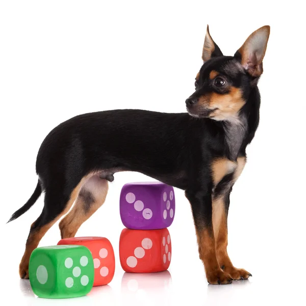 Chihuahua , 5 months old. chihuahua dog with dice isolated on w — Stock Photo, Image