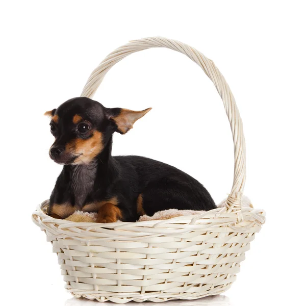 Chihuahua in de mand. — Stockfoto