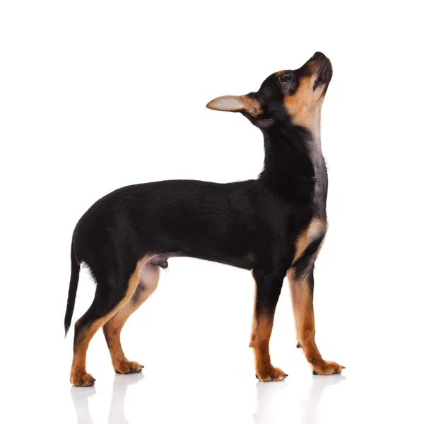 Chihuahua pes na bílém pozadí. — Stock fotografie