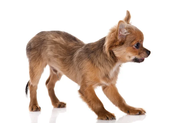 Chihuahua Hund auf weißem Hintergrund. — Stockfoto