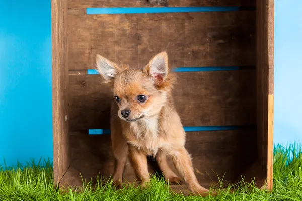 Chihuahua , 5 months old. chihuahua dog isolated on white backgr