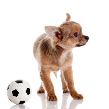 Chihuahua, 5 aylık. Beyaz backgr izole chihuahua köpek
