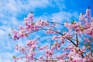 Sakura çiçekleri açıyor. Güzel pembe kiraz çiçeği