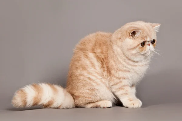 Exotic shorthair cat. persian cat on grey background — Stock Photo, Image