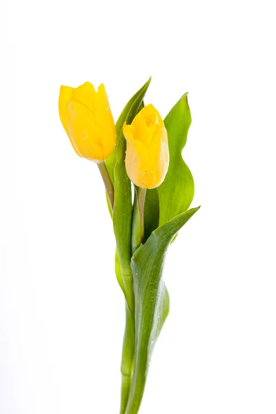 白い背景に黄色のチューリップの美しい花束. — ストック写真