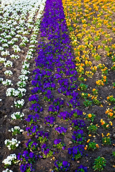 Heartsease, flower garden. flowers background pansy — Stock Photo, Image