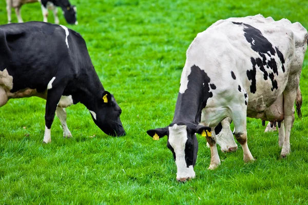 Vacas en el prado con hierba verde. Terneros pastoreadores —  Fotos de Stock