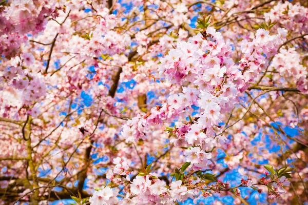 사쿠라의 꽃이 핀다. 아름다운 분홍빛 꽃 — 스톡 사진