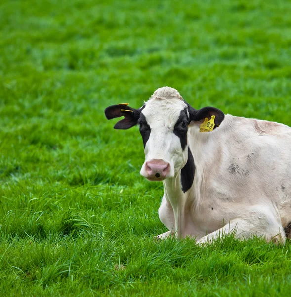 Mucche sul prato — Foto Stock