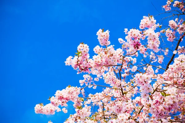 Flores Sakura florescendo. Bela flor de cereja rosa — Fotografia de Stock