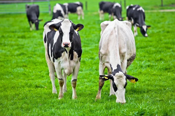 Vaches sur prairie Photo De Stock