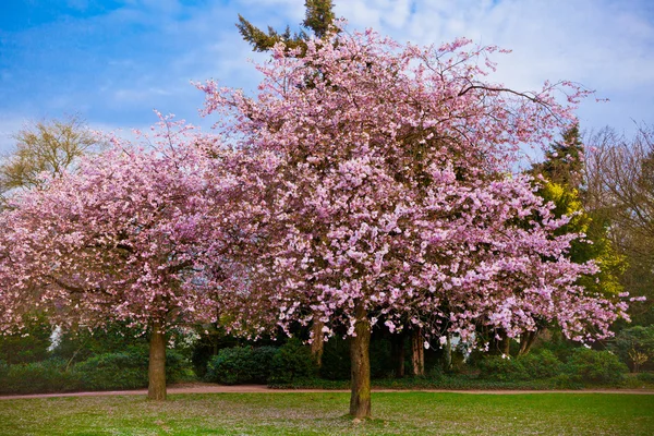 Sakura flowers blooming. Beautiful pink cherry blossom Royalty Free Stock Images