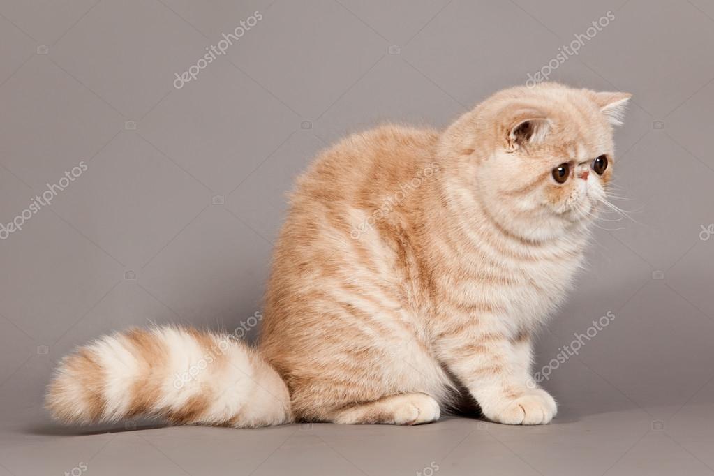 Exotic Shorthair Cat Persian Cat On Grey Background Stock Photo Image By C Ewastudio