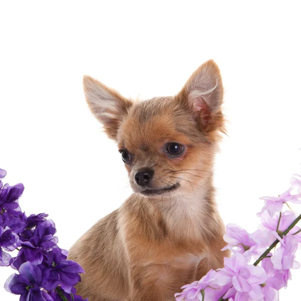 Chihuahua hond met bloemen op witte achtergrond. — Stockfoto