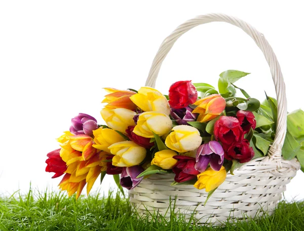 Korb mit Tulpen isoliert auf weißem Hintergrund. Strauß von Tüll — Stockfoto