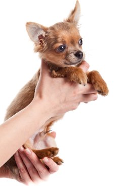 Chihuahua, 5 aylık. Beyaz backgr izole chihuahua köpek