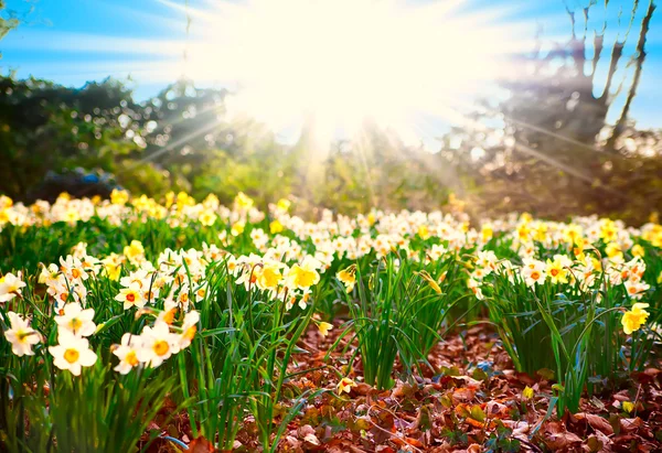 Spring time. narcissus flowers — Stock Photo, Image