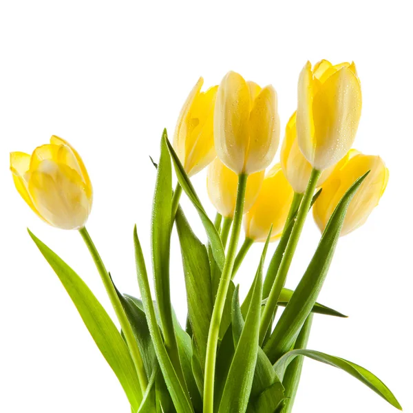 Beau bouquet de tulipes jaunes sur fond blanc. — Photo