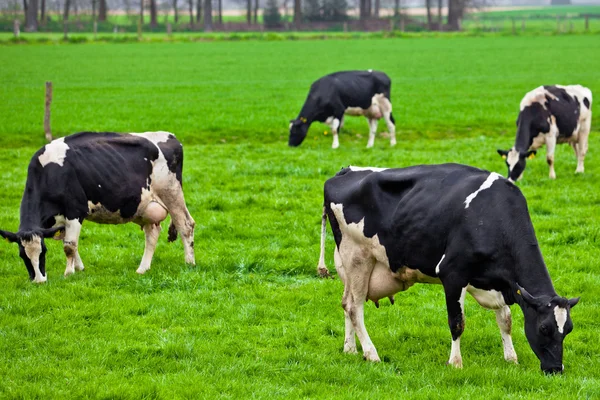 Koeien op de weide met groen gras. grazende kalveren — Stockfoto