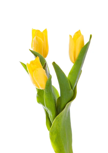 Tulipán amarillo aislado sobre blanco — Foto de Stock