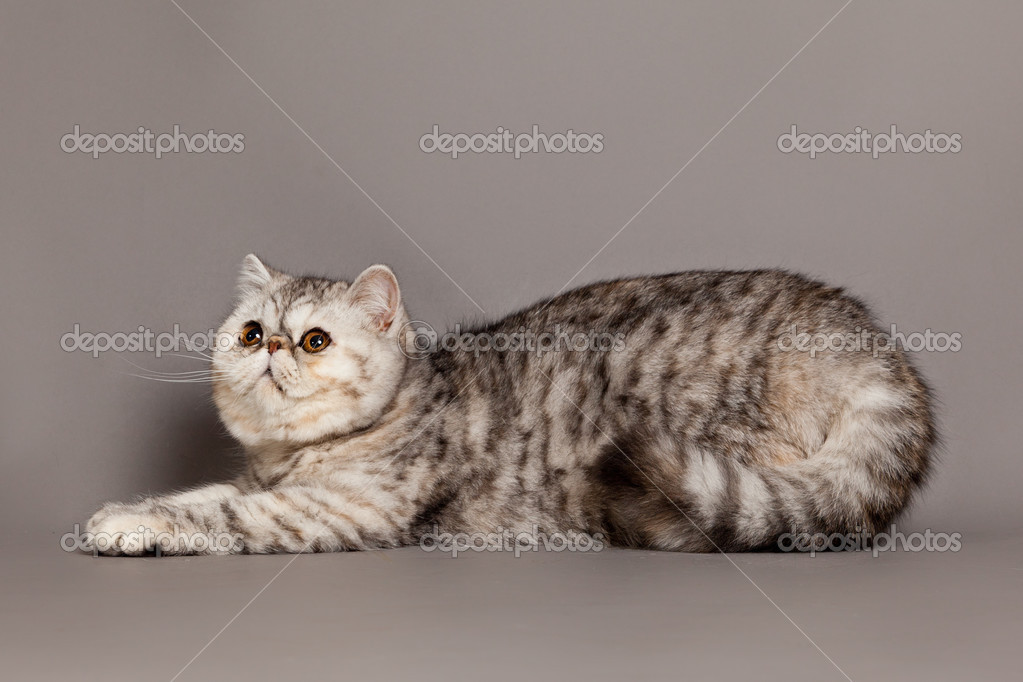 Exotic shorthair cat. persian cat on grey background Stock Photo by  ©ewastudio 24505171