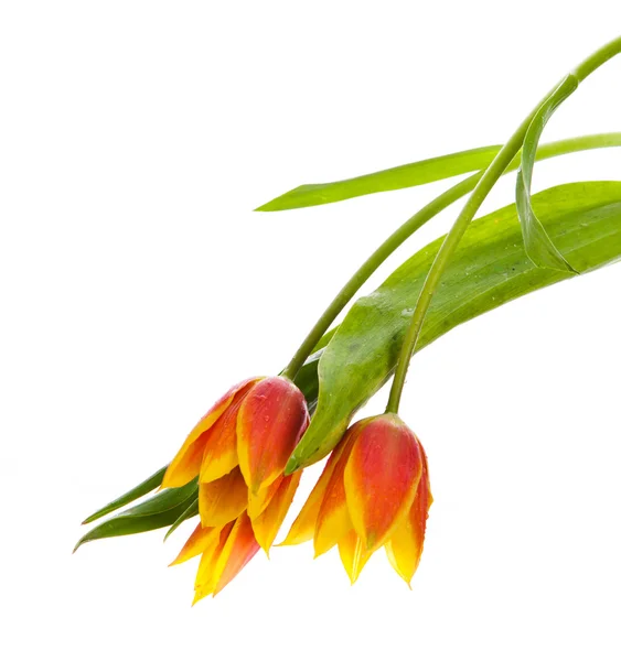 Flor de tulipán aislada sobre fondo blanco —  Fotos de Stock