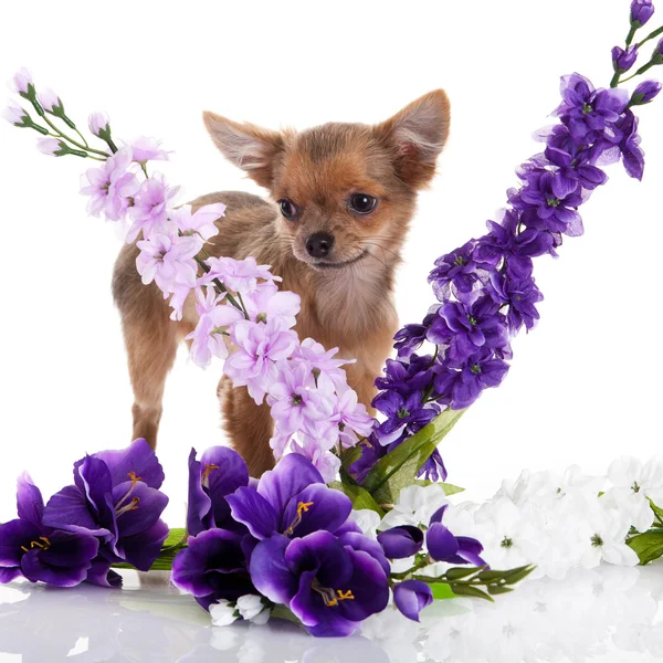 Chihuahua cão com flores no fundo branco . — Fotografia de Stock
