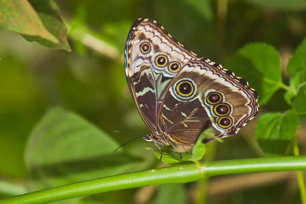 La Farfalla. Una bella farfalla seduta sull'albero — Foto Stock