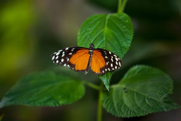 A pillangó. Egy szép pillangó ül a fa — Stock Fotó