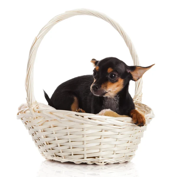 Chihuahua in de mand. — Stockfoto