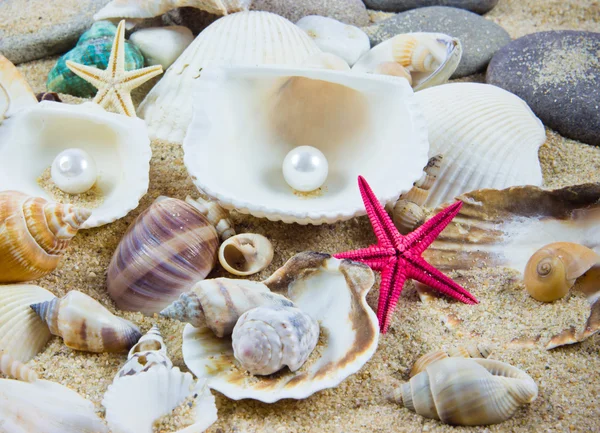 The exotic sea shell . treasure from the sea. — Stock Photo, Image