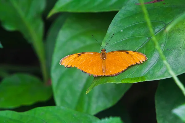 Метелик. Красива метелик, сидячи на дереві — стокове фото