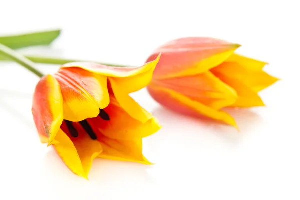 Tulipán květiny izolované na bílém pozadí — Stock fotografie