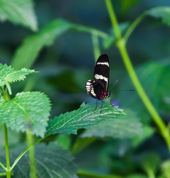 A Borboleta. Uma linda borboleta sentada na árvore — Fotografia de Stock