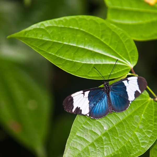 A pillangó. Egy szép pillangó ül a fa — Stock Fotó