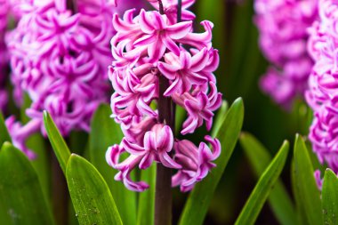 Bahar çiçeği. sümbül