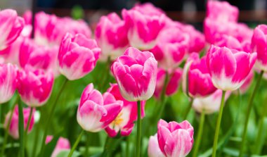 renkli Lale. güzel bahar çiçekleri. Bahar peyzaj